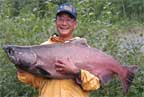 Alaska King Salmon caught in the Kenai River