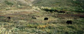 Denali Park grizzly bears