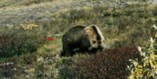 Denali Park grizzly bear